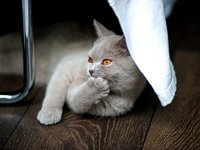 cat_british_shorthair_bkh_0.jpg