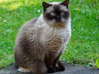 cat_british_shorthair_mieze_12.jpg