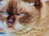 cat_british_shorthair_mieze_19.jpg
