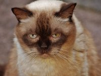 cat_british_shorthair_mieze_24.jpg