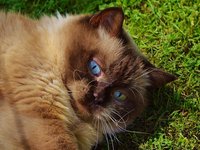 cat_british_shorthair_play_26.jpg
