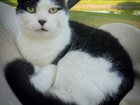 cat_calico_feline_pet_1.jpg