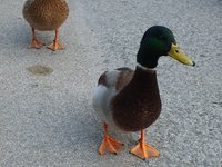 ducks.jpg