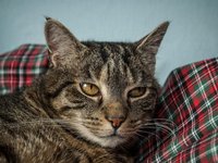 cat_cat_face_head_19.jpg