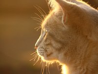 cat_cat_face_light_1.jpg