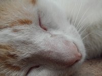 cat_cat_sleeping_sleep_0.jpg