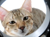 cat_circle_an_ellipse.jpg