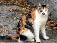 cat_colorful_street_sitting.jpg