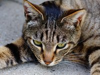 cat_concerns_green_cute.jpg