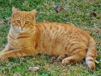 cat_cute_animal_kitten.jpg