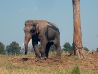 elephant-001.jpg