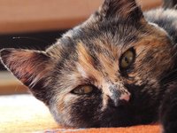 cat_domestic_cat_adidas_6.jpg