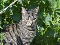 cat_domestic_cat_sweet_1.jpg