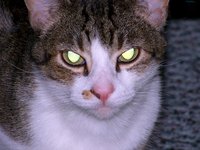 cat_evil_eyes_glowing.jpg