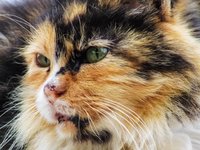 cat_eyes_carnivore_animal.jpg