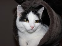 cat_eyes_pet_sweet.jpg