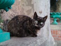 cat_face_portrait_pet_4.jpg