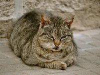 cat_feline_animal_248684.jpg