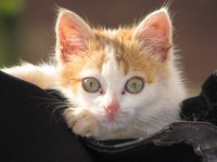cat_feline_animal_kitten_5.jpg