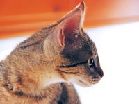 cat_feline_animal_observing.jpg