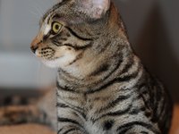 cat_feline_gata_cat_0.jpg