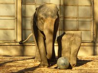 elephant.jpg