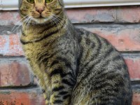 cat_feline_mammal_animal_1.jpg
