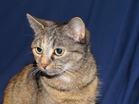 cat_female_head_portrait_4.jpg