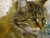cat_fluffy_cuddly_sweet_0.jpg