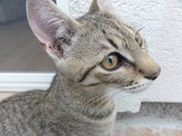 cat_funny_pet_animal.jpg