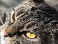 cat_grey_satisfied_animal_5.jpg