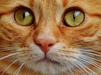 cat_hangover_red_cute_9.jpg
