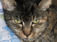 cat_head_animal_feline.jpg