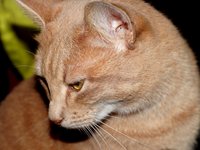 cat_head_pet_eyes.jpg