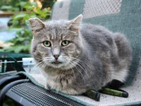 cat_homeless_abandoned_hopelessness.jpg