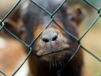 goat-close-up.jpg