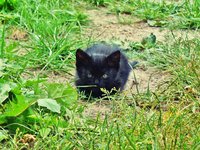 cat_kitten_233941.jpg