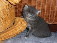 cat_kitten_animal_creature.jpg