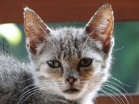 cat_kitten_cat_s.jpg
