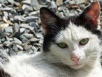 cat_kitten_closeup_sun.jpg