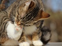 cat_kitten_mackerel_paw.jpg