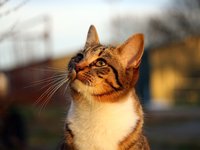cat_kitten_mackerel_tiger_3.jpg