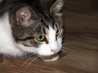 cat_kitten_pet_animals-b_4.jpg