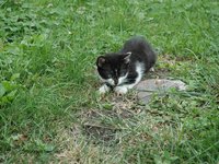 cat_kitten_playful_pet.jpg