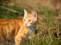 cat_kitten_red_mackerel_23.jpg