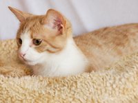 cat_kitten_red_white_0.jpg