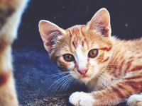 cat_kitten_redhead_907495.jpg