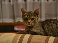 cat_kitten_tomcat_animals_3.jpg
