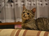 cat_kitten_tomcat_animals_4.jpg