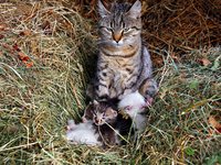 cat_kittens_animals_cute.jpg